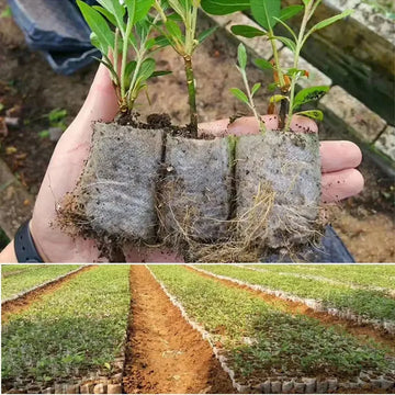 100pcs Biodegradable Seed Nursery Bags, Non-Woven Plants GrowBags, Fabric Seedling Pots Plants Pouch, Home Garden Supply Apsilon