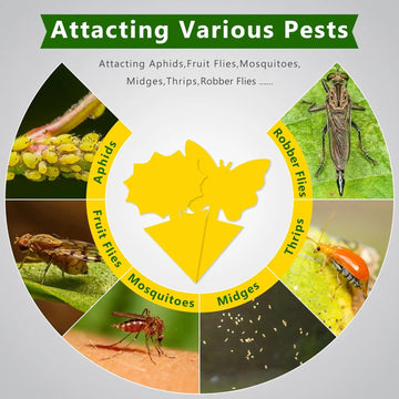 Landisun Fruit Fly Traps Fungus Gnat-Traps for Indoor-Outdoor Yellow Fruit-Fly Sticky-Trap Plants Flying Bug Insects Traps Apsilon